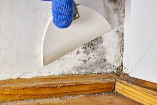 Best Industrial Mold Remediation  in Lake Hamilton, FL