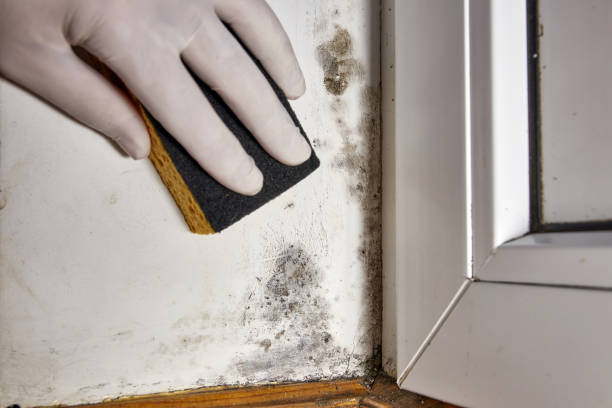 Best Emergency Mold Remediation  in Lake Hamilton, FL