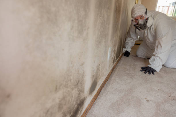 Best Black Mold Removal  in Lake Hamilton, FL